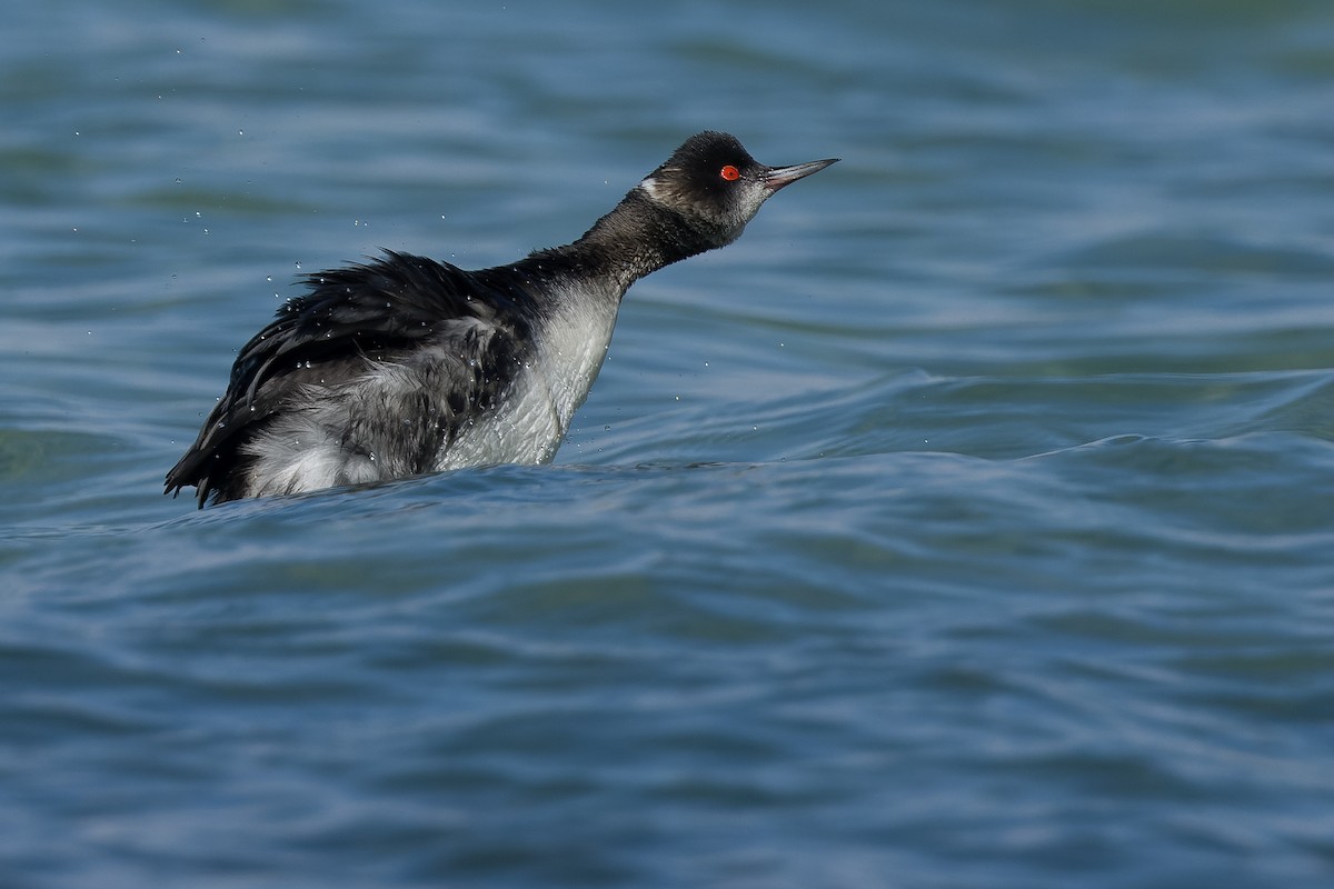 Eared Grebe - Joachim Bertrands