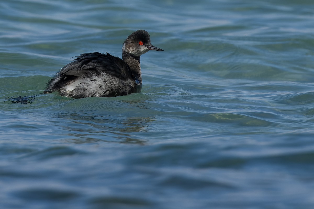 Eared Grebe - ML540301401