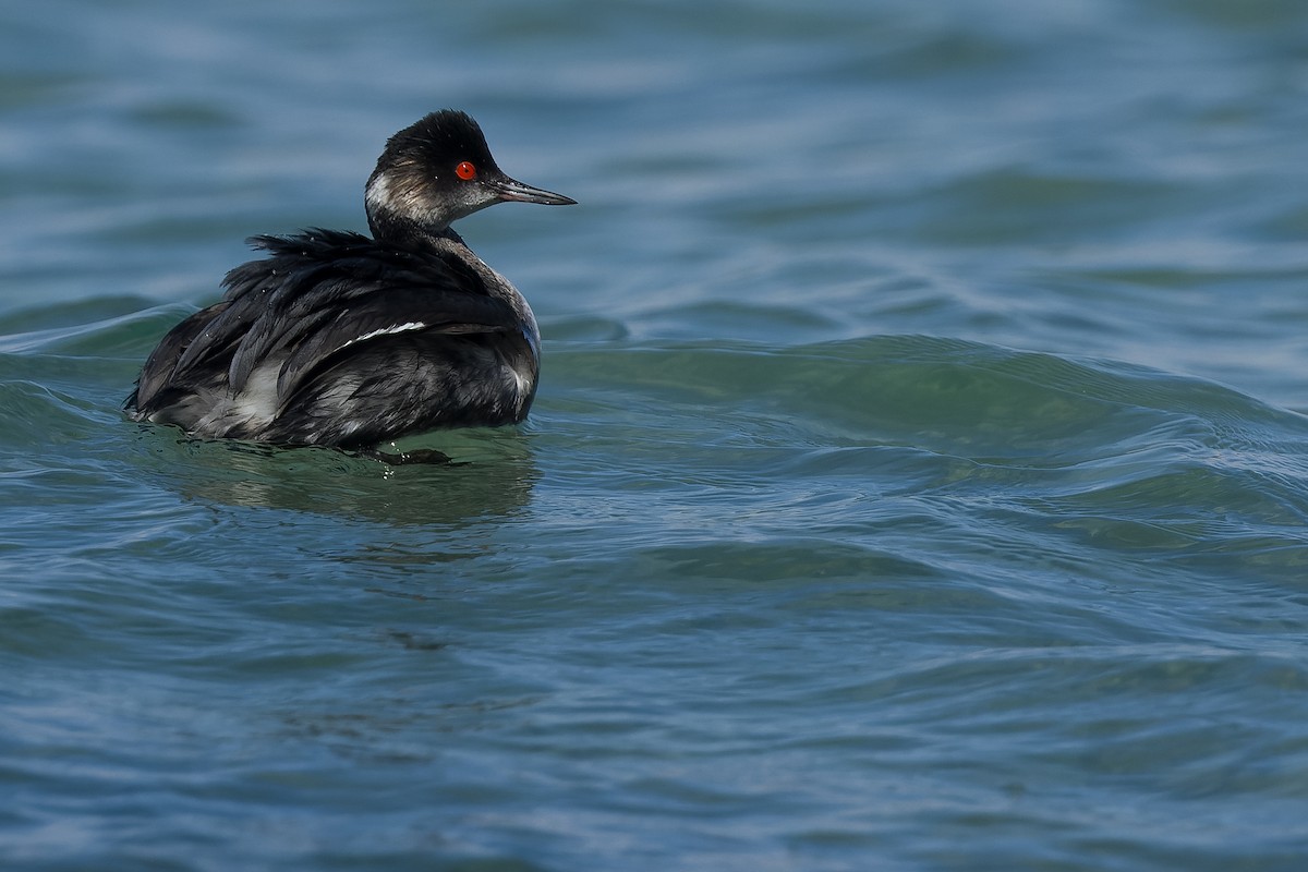 Eared Grebe - ML540301411