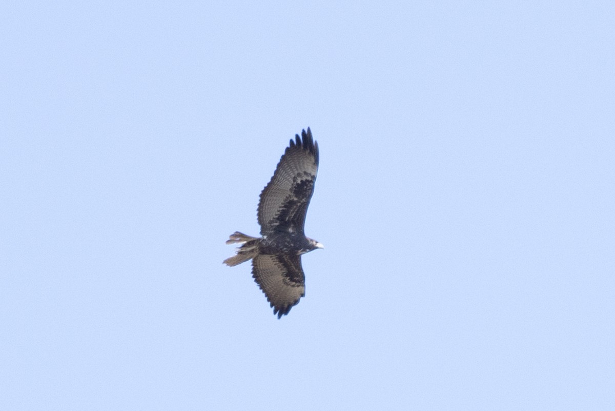White-tailed Hawk - ML540301681