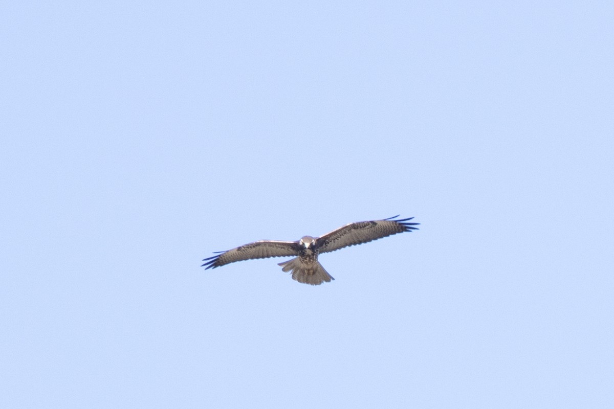 White-tailed Hawk - ML540301711