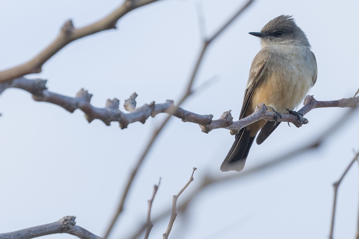 Say's Phoebe - Joachim Bertrands