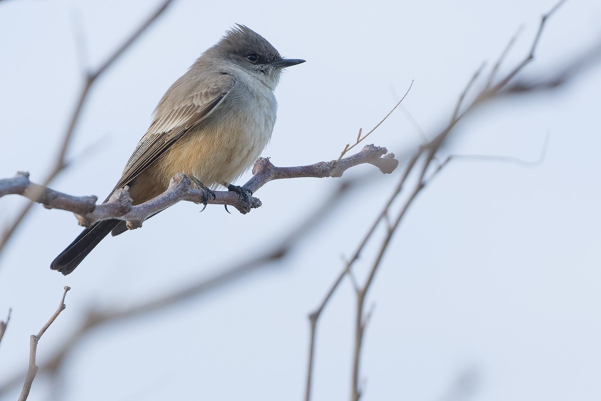 Say's Phoebe - Joachim Bertrands