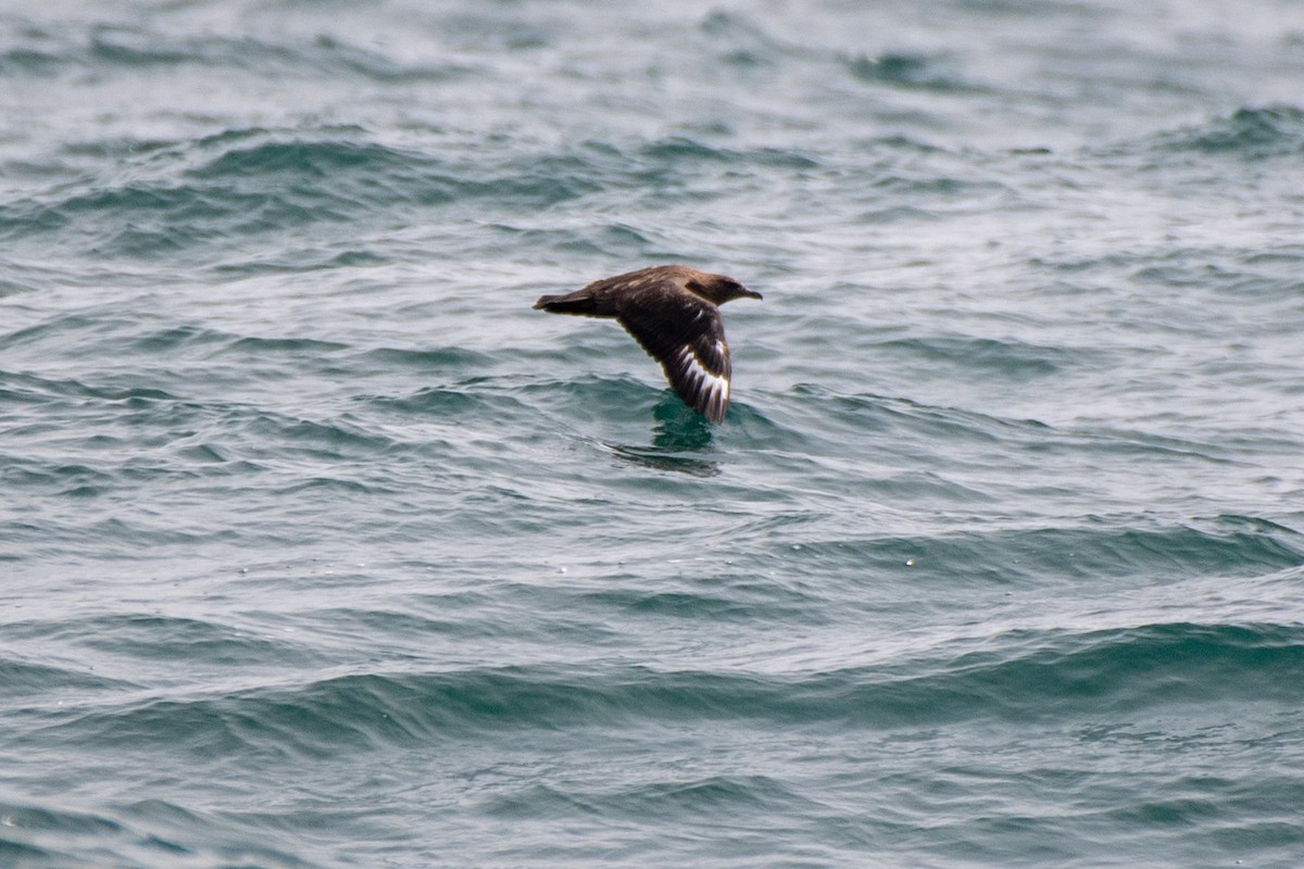 Great Skua - ML540303091