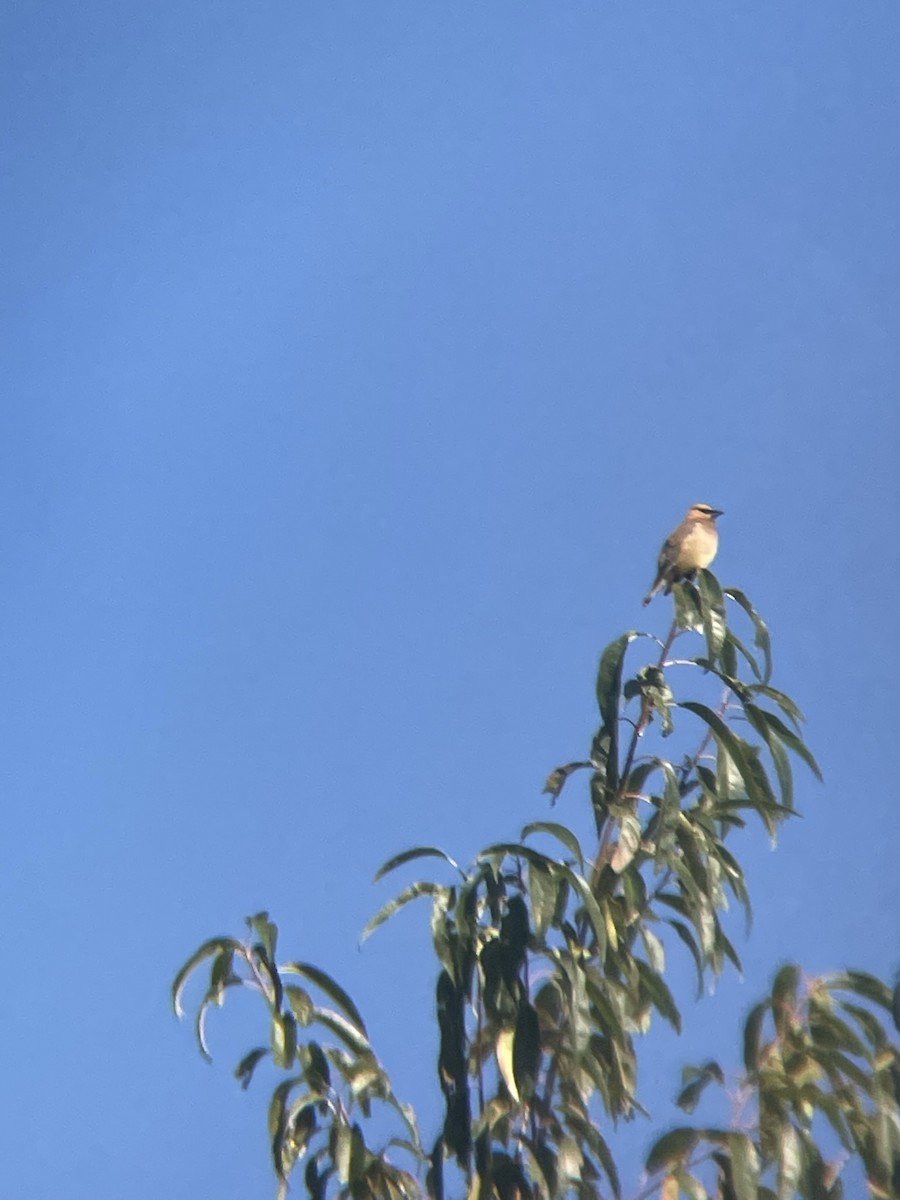 Cedar Waxwing - ML540303181