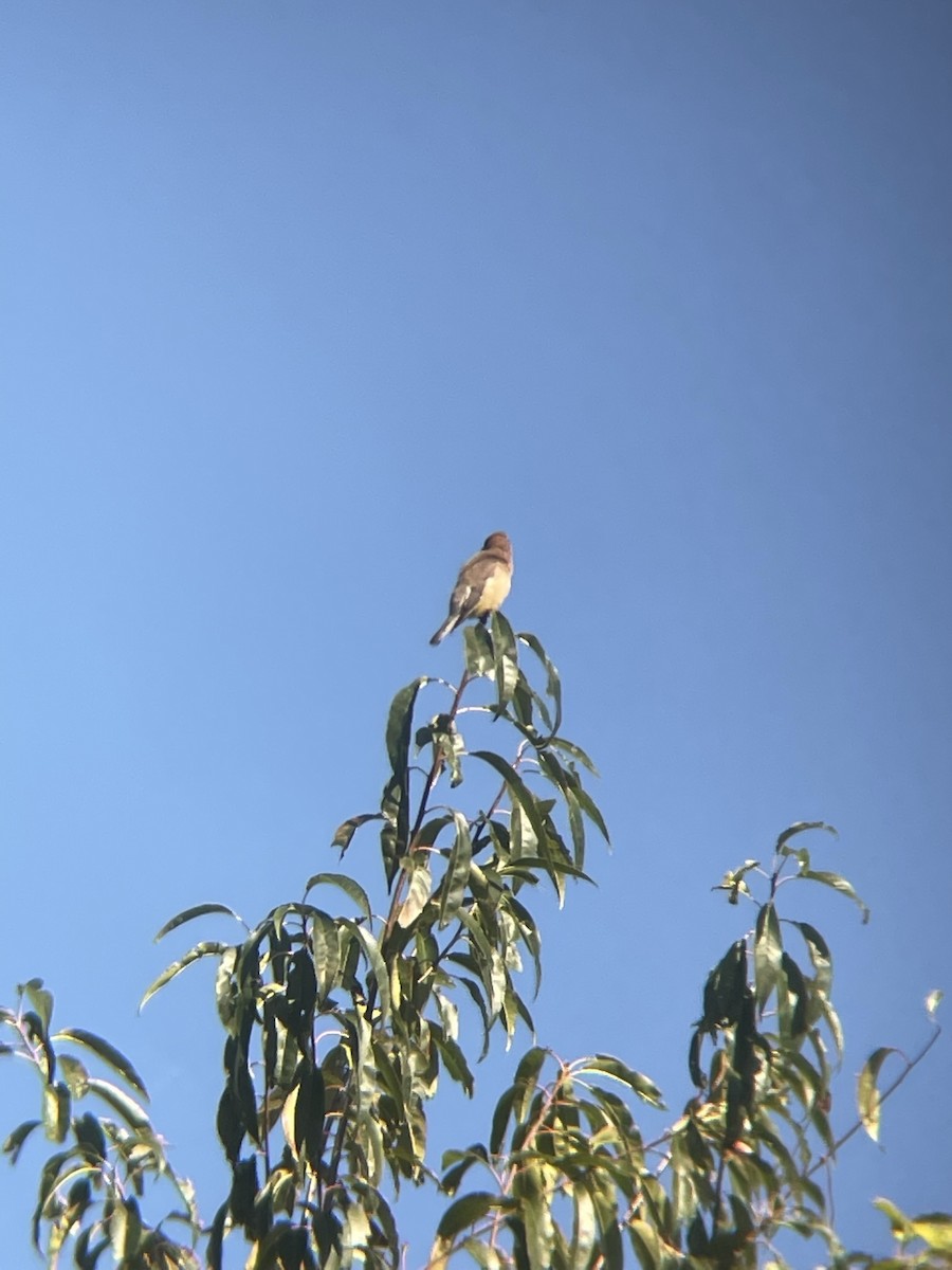 Cedar Waxwing - ML540303191