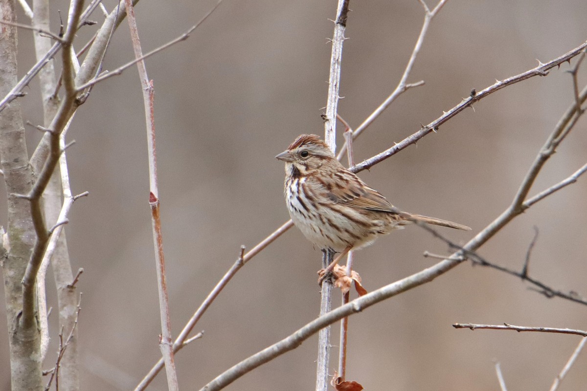 Song Sparrow - ML540304021