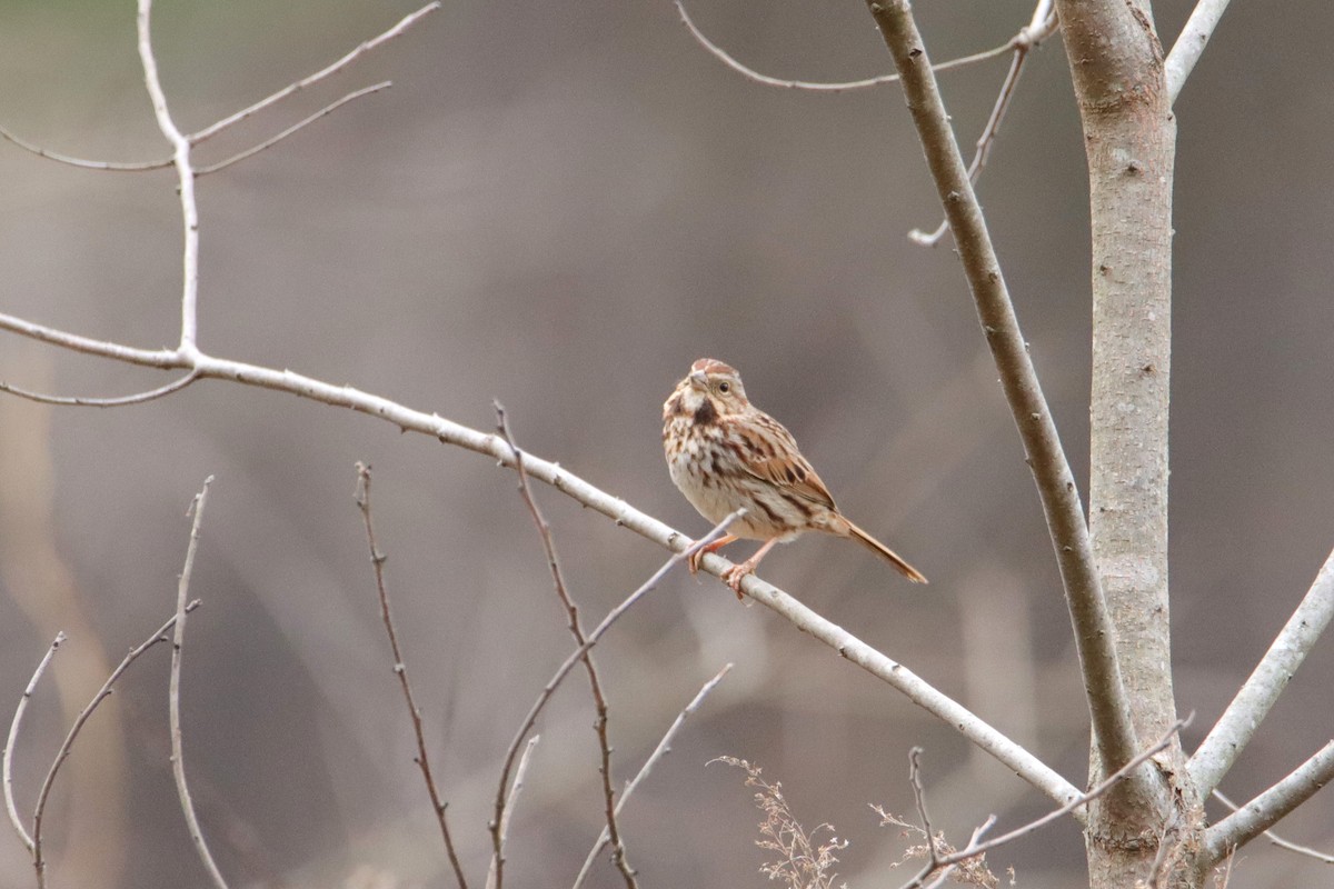 Song Sparrow - ML540304031