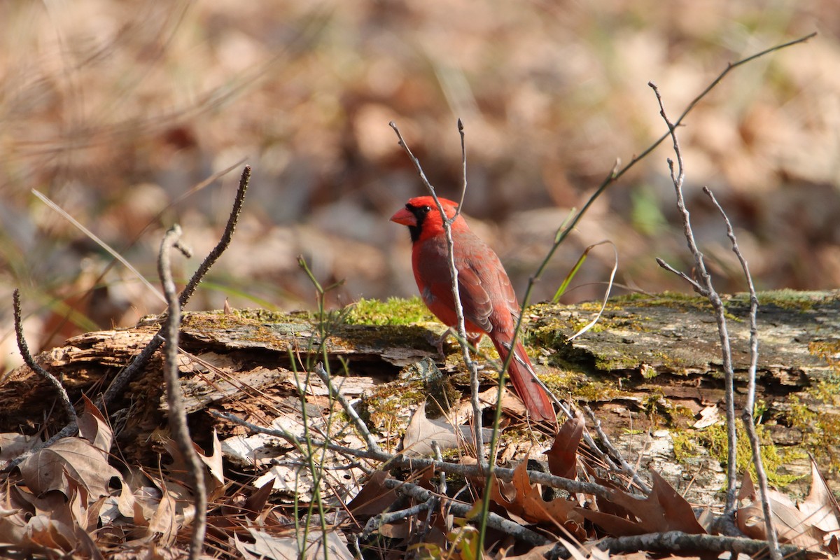 Northern Cardinal - ML540304291