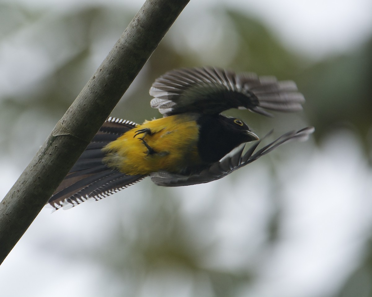 trogon podvazkový - ML540305151