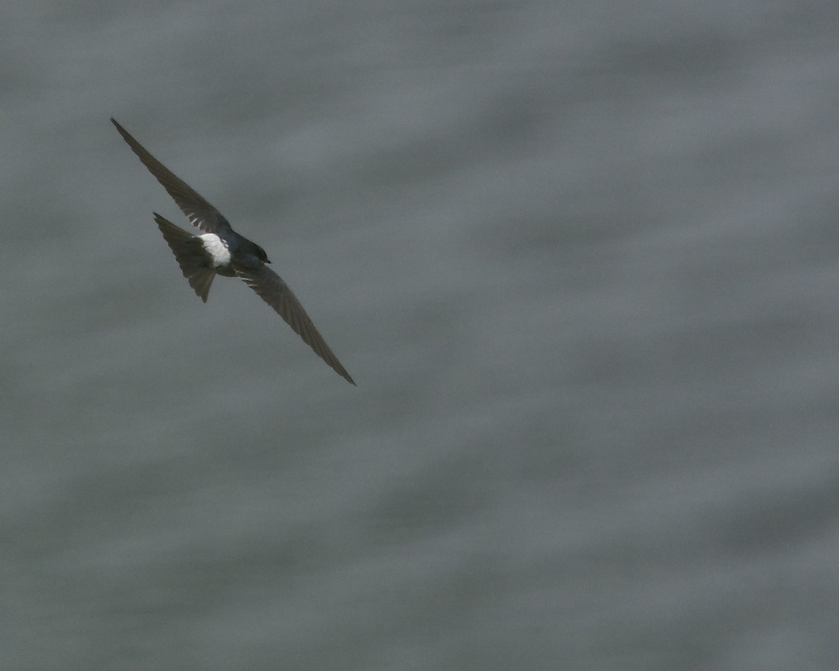 Mangrove Swallow - ML540305411