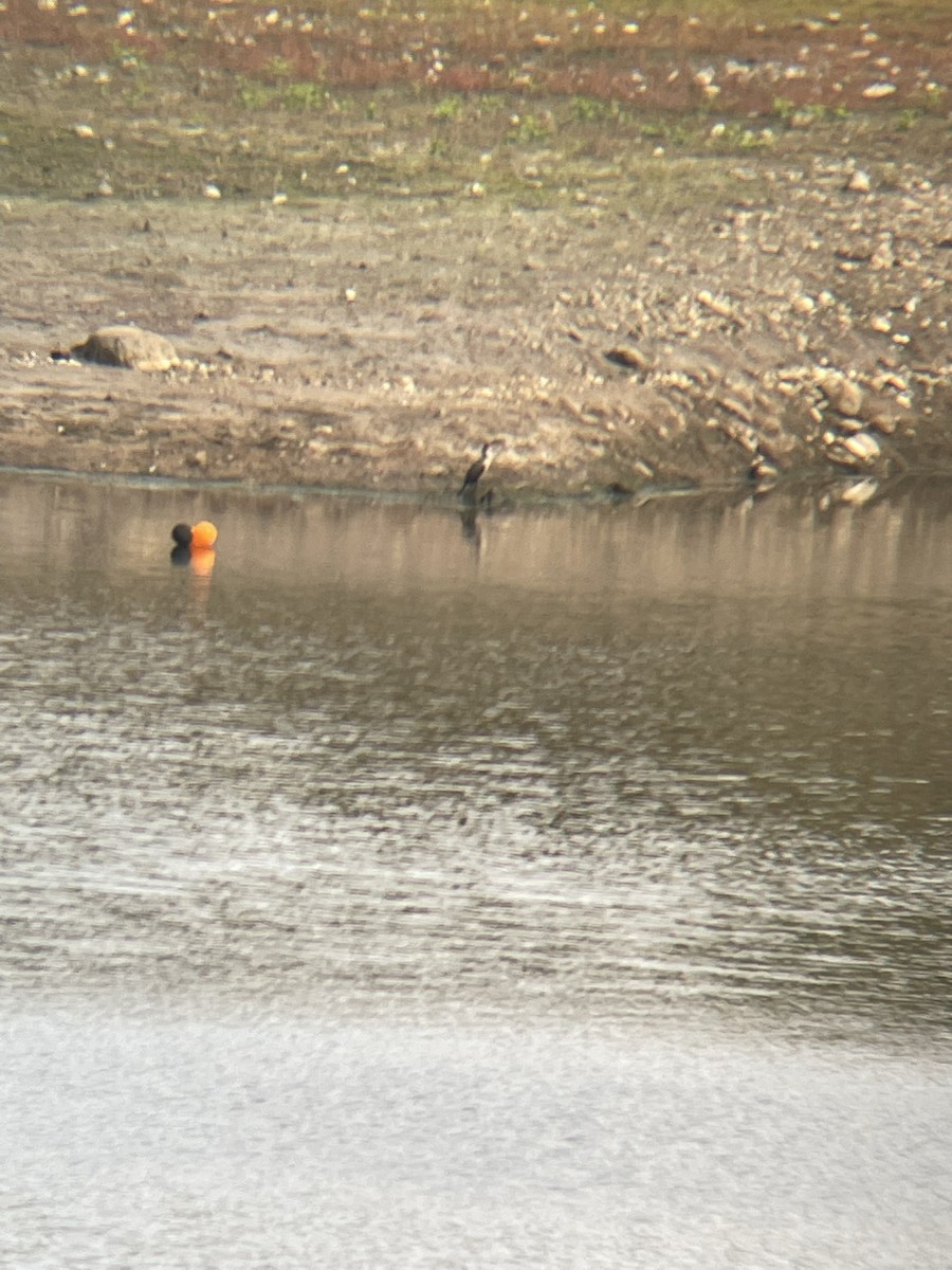 cormorant sp. - ML540305641