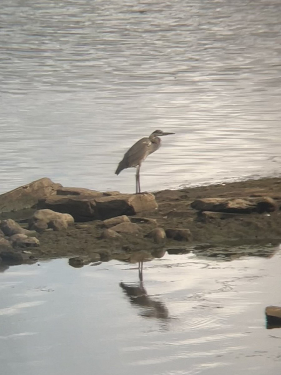 Great Blue Heron - ML540305741