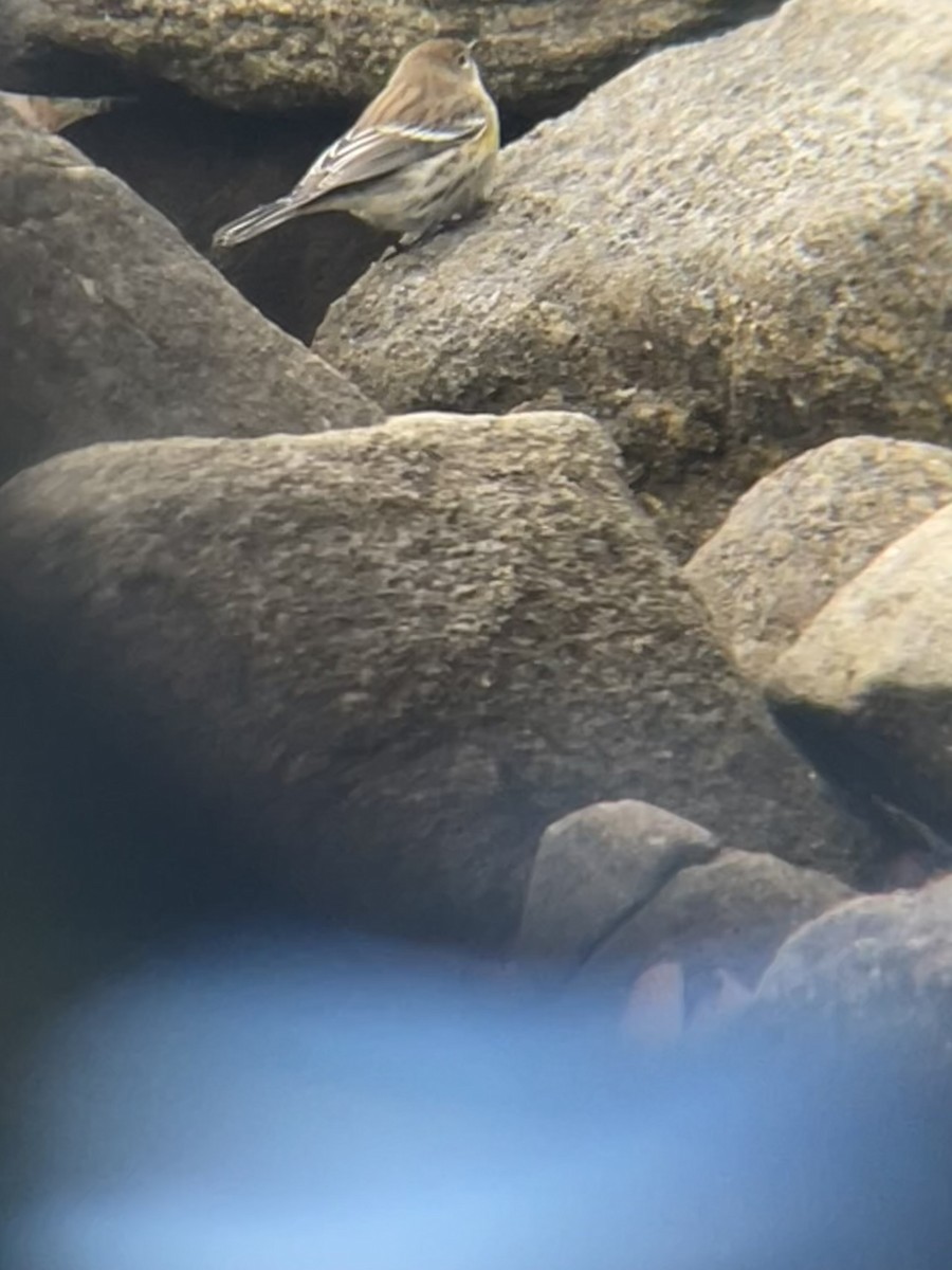 Yellow-rumped Warbler - ML540306091