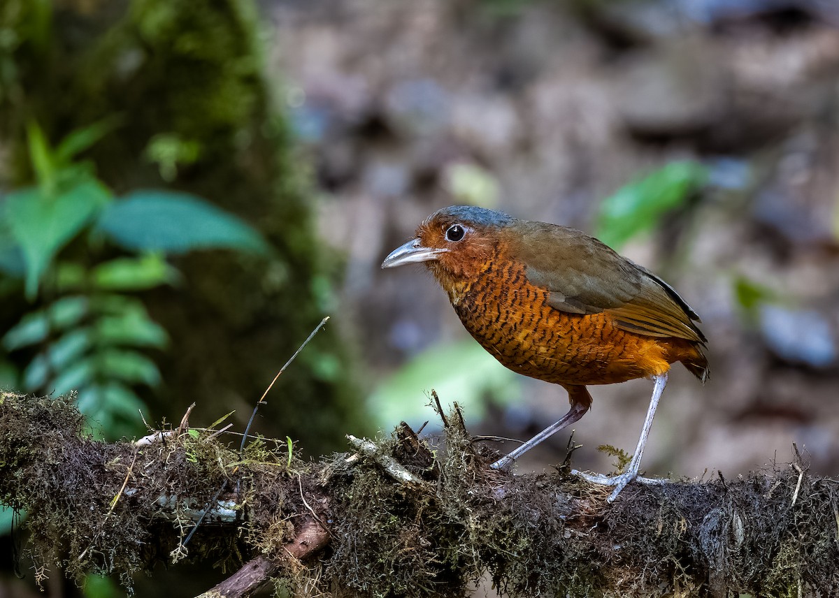 Giant Antpitta - ML540307031