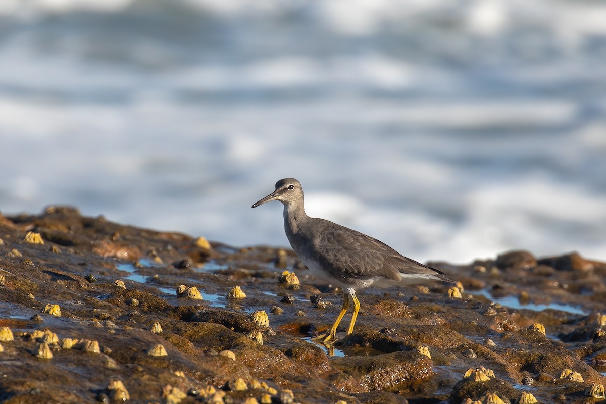 Wandering Tattler - John McGill