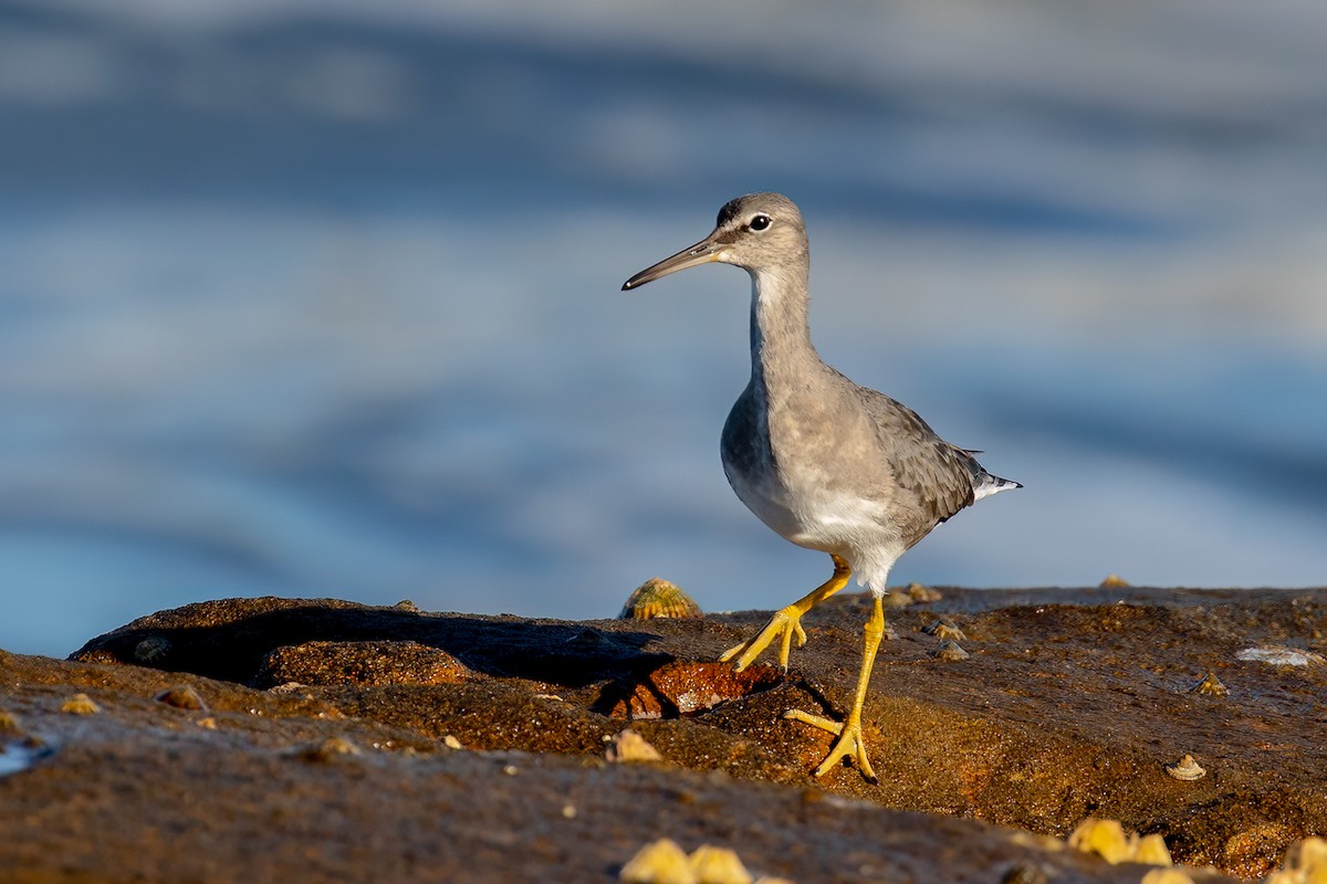 Wandering Tattler - ML540307131