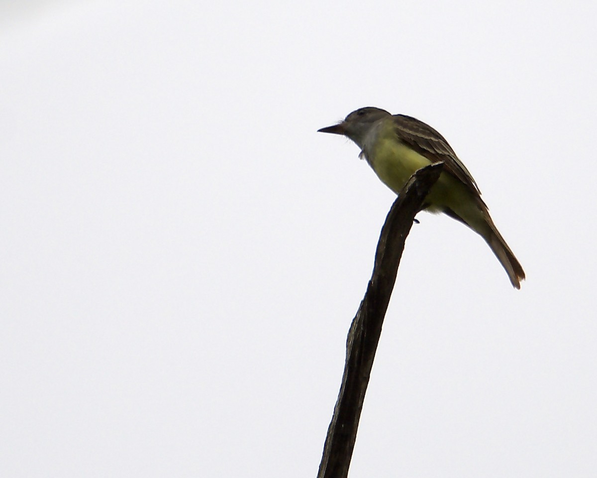 Great Crested Flycatcher - ML540307501