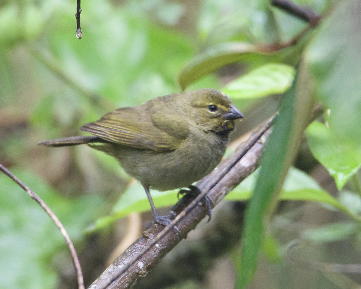 Yellow-faced Grassquit - ML540307951