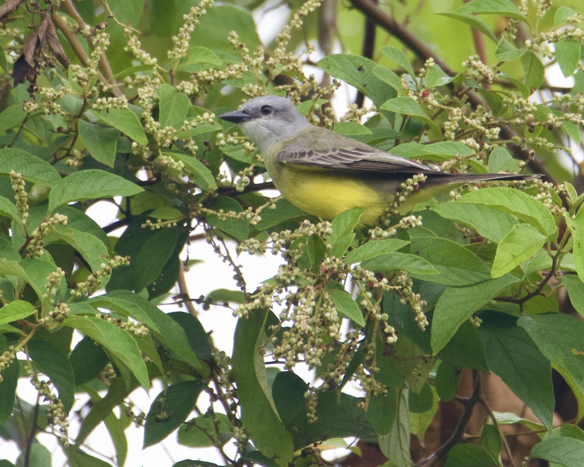 Tropical Kingbird - ML540308051