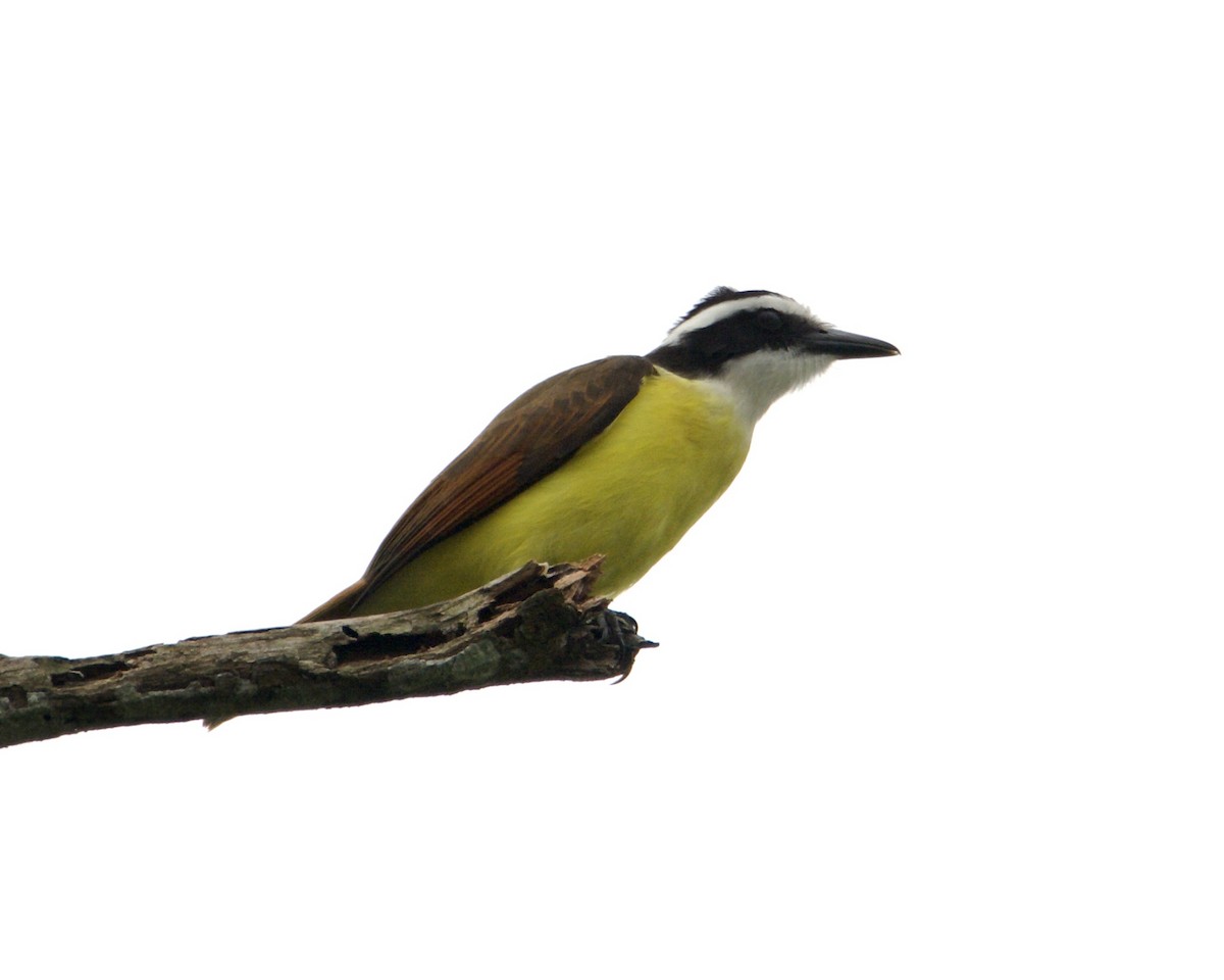 Great Kiskadee - ML540308161