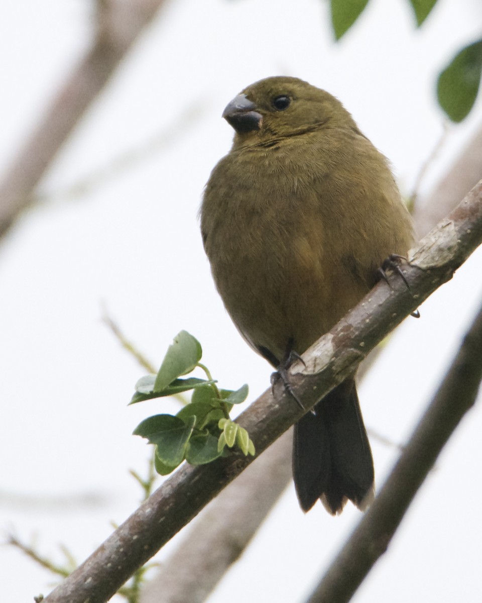 Variable Seedeater - ML540308541