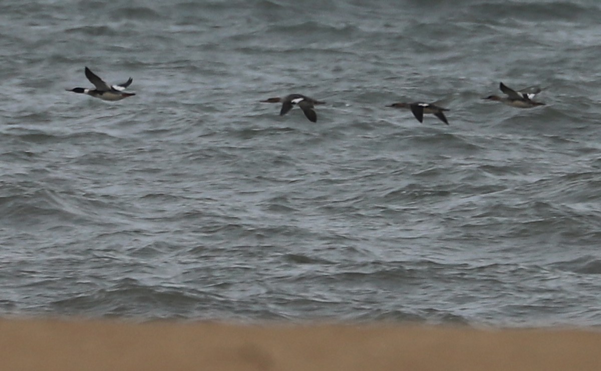 Red-breasted Merganser - Rob Bielawski