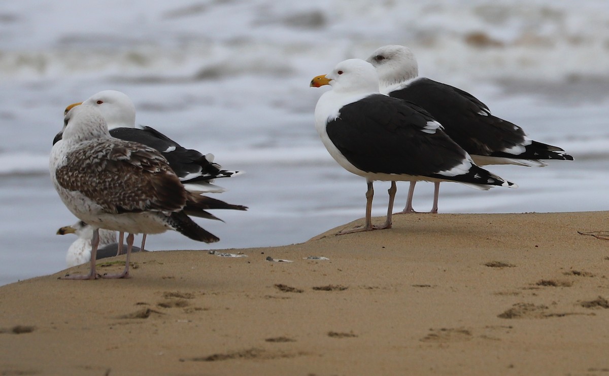 Great Black-backed Gull - ML540308721