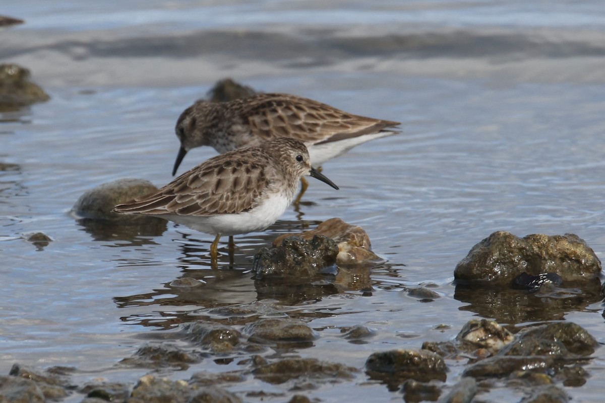 Least Sandpiper - ML540309711