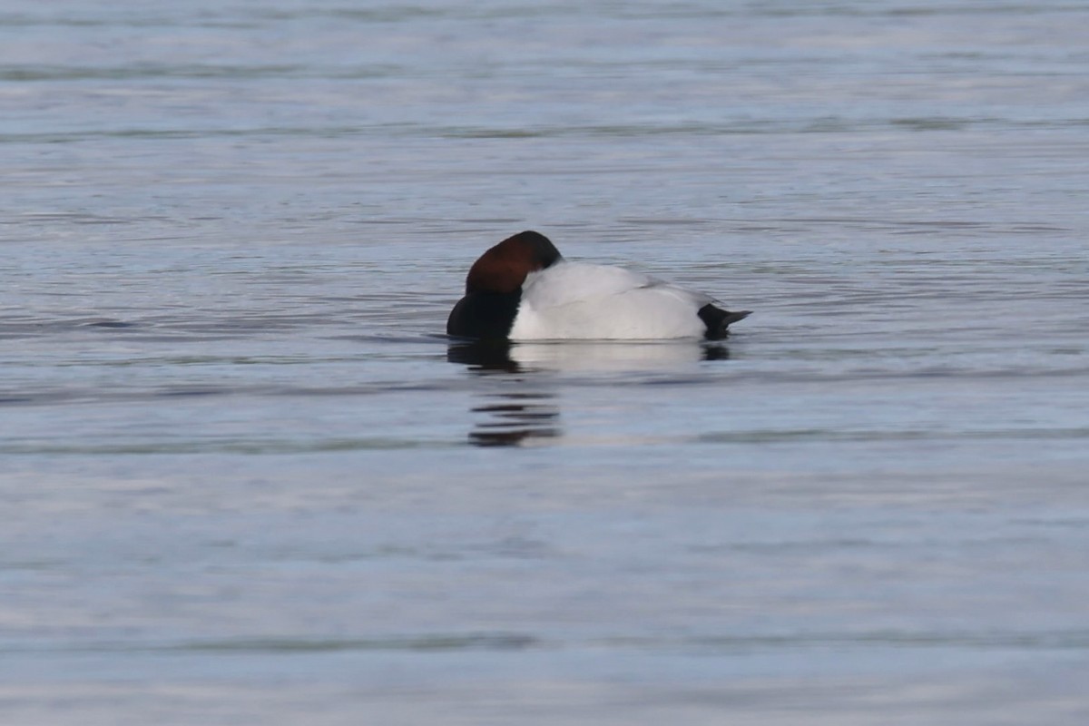 Canvasback - ML540309851