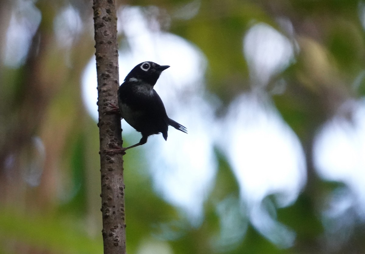 Whistling Warbler - Michael Akresh