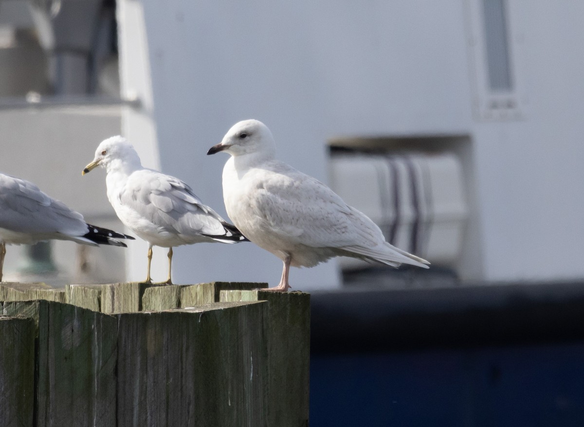 Iceland Gull - ML540310451