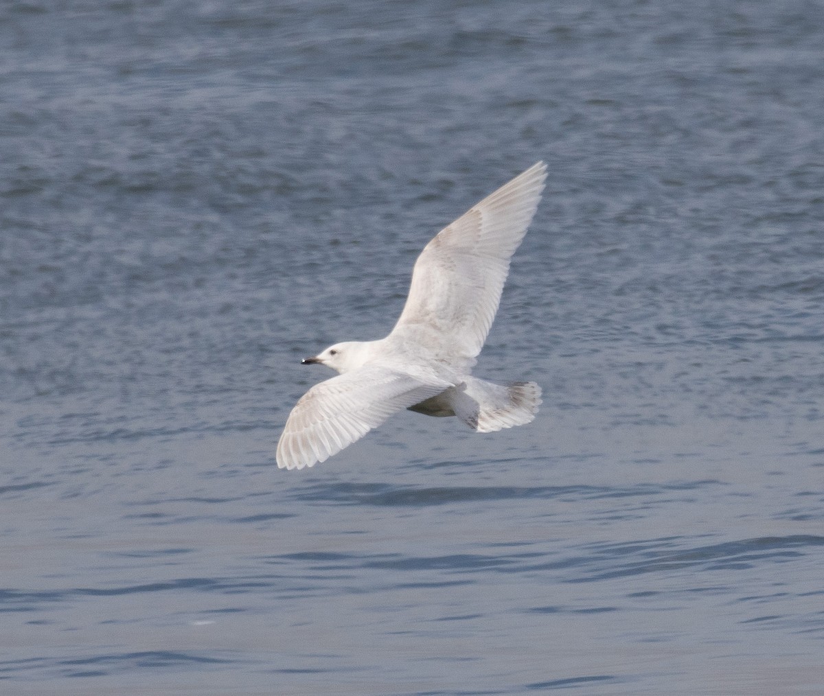 Iceland Gull - MCHL ____