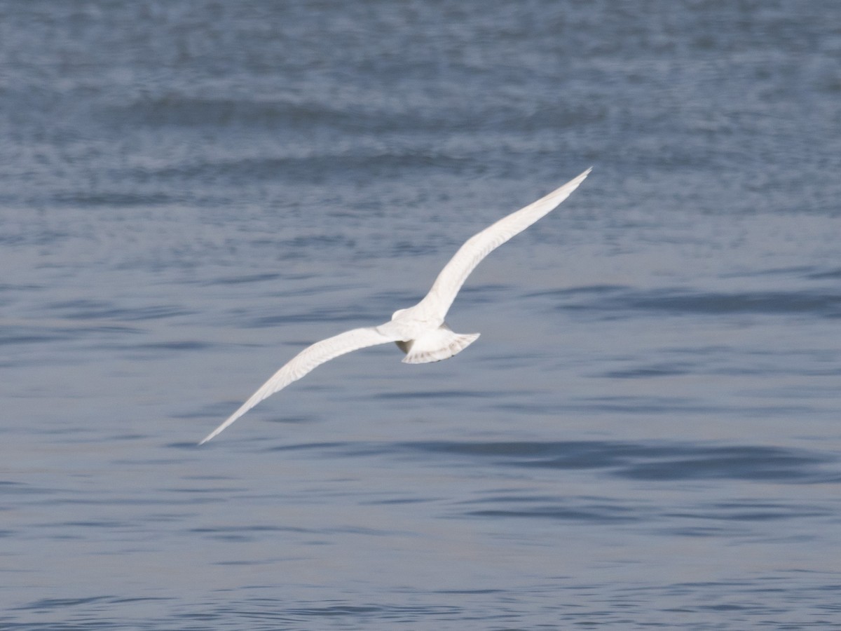 Iceland Gull - MCHL ____