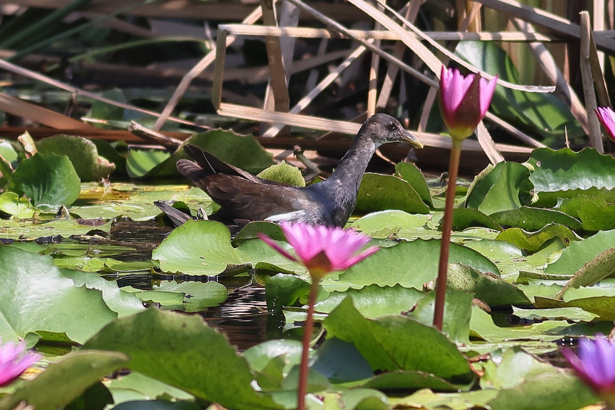 Bronze-winged Jacana - ML540310801