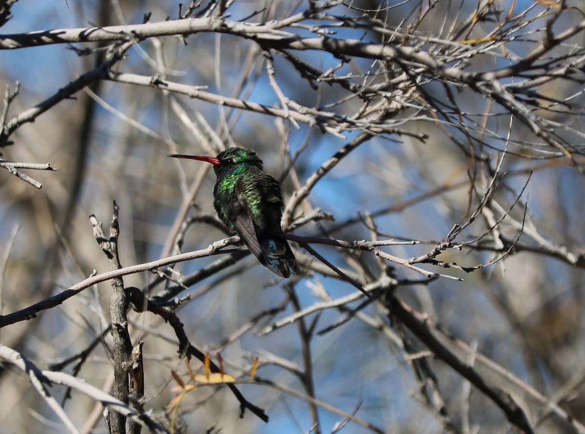 Broad-billed Hummingbird - David Cook