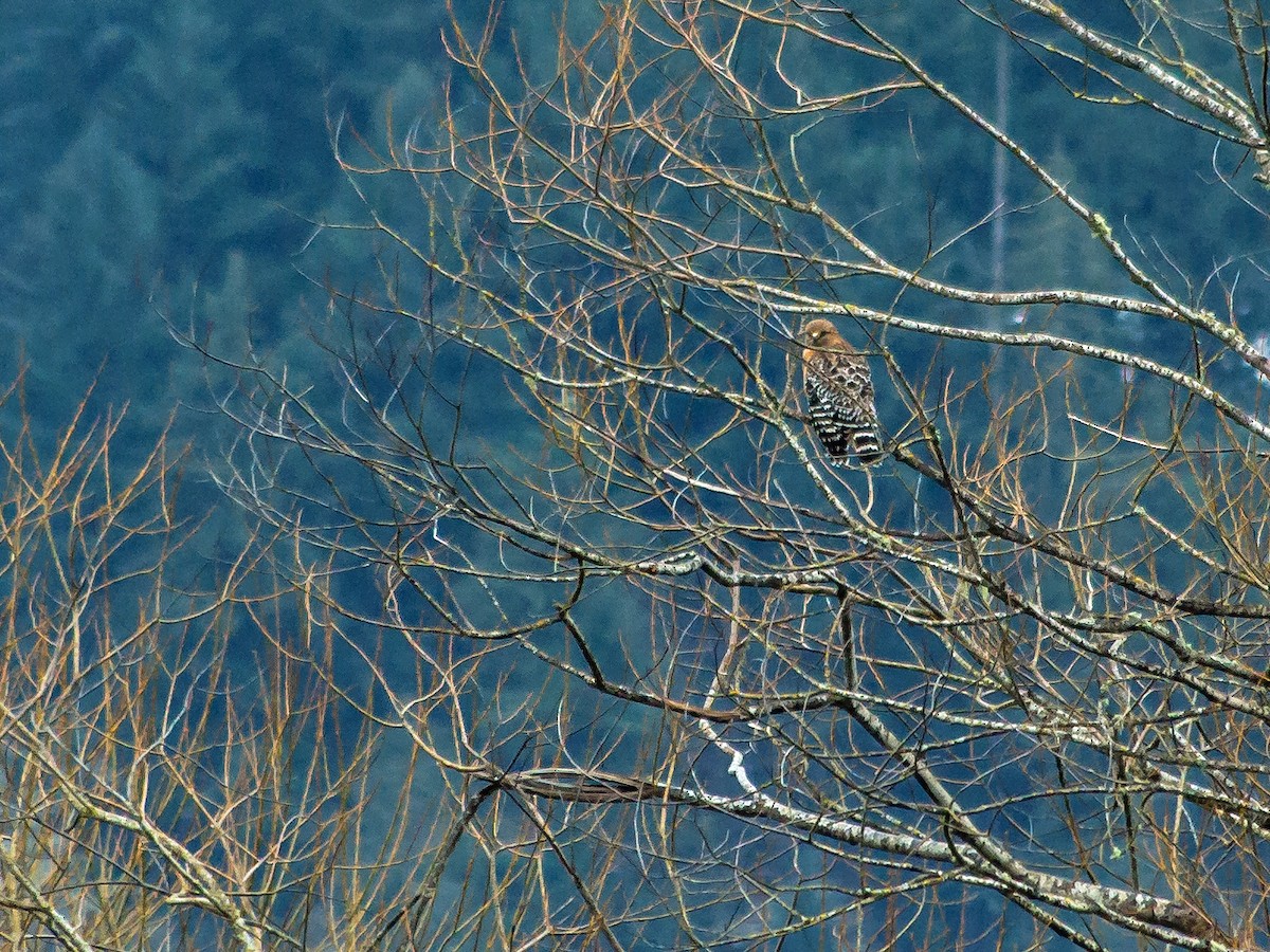 Red-shouldered Hawk - ML540312091