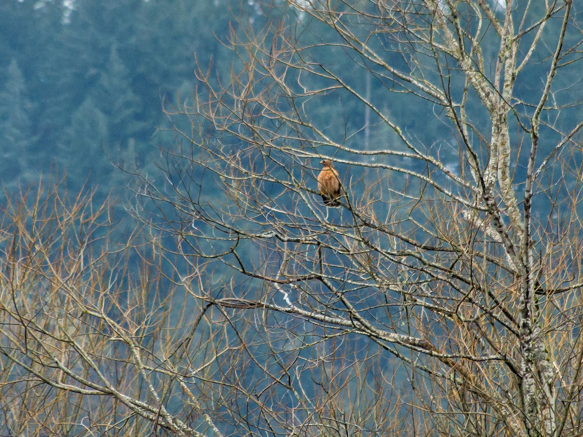 Red-shouldered Hawk - ML540312111