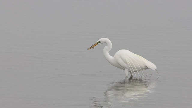 Great Egret - ML540312481