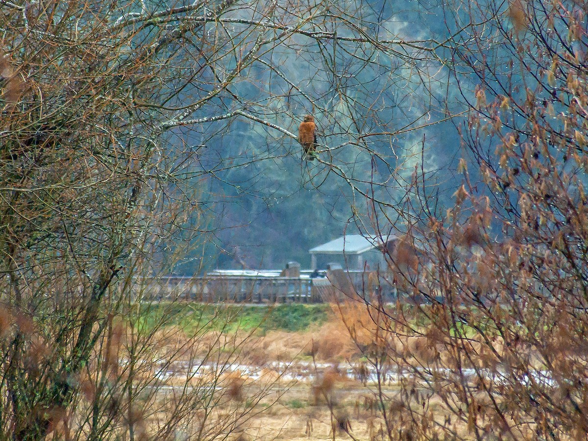 Red-shouldered Hawk - ML540312601