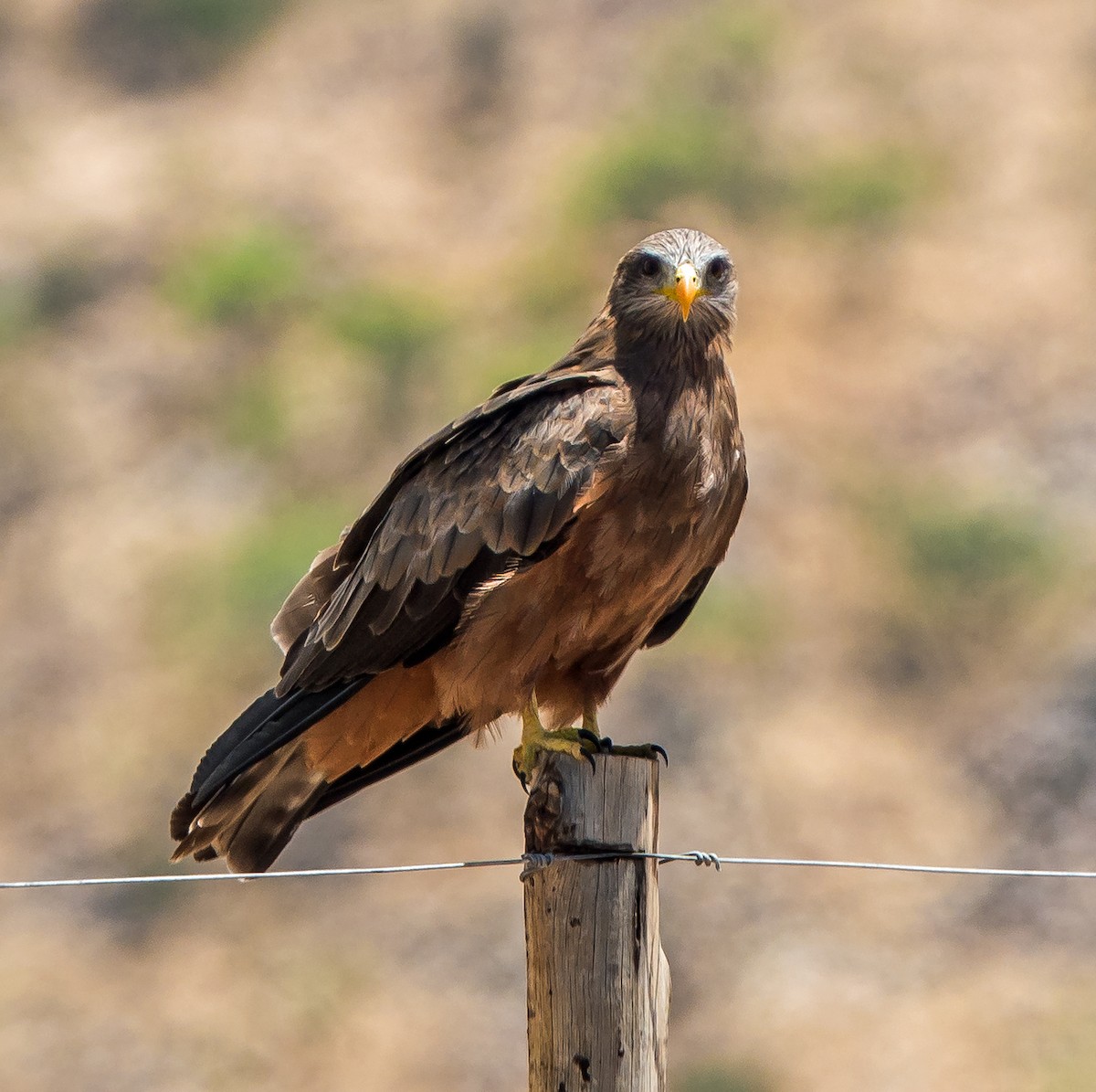 Black Kite (Yellow-billed) - ML540313191