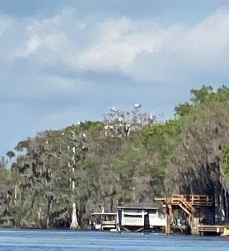 Wood Stork - ML540313411