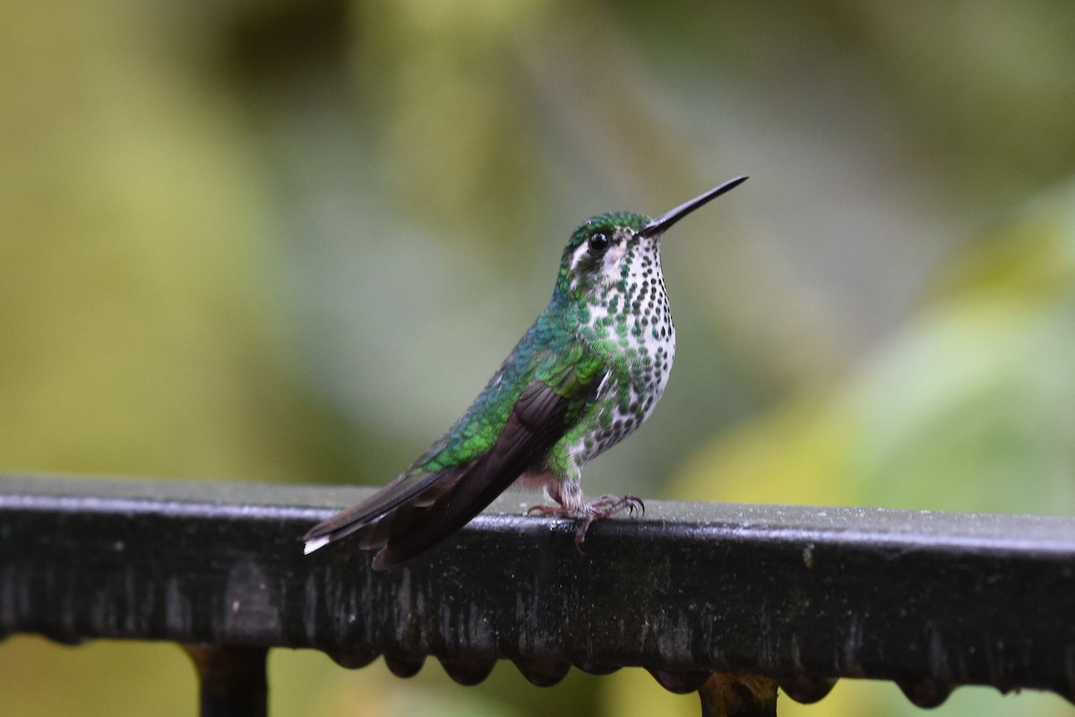 kolibřík skvrnoocasý - ML540313611