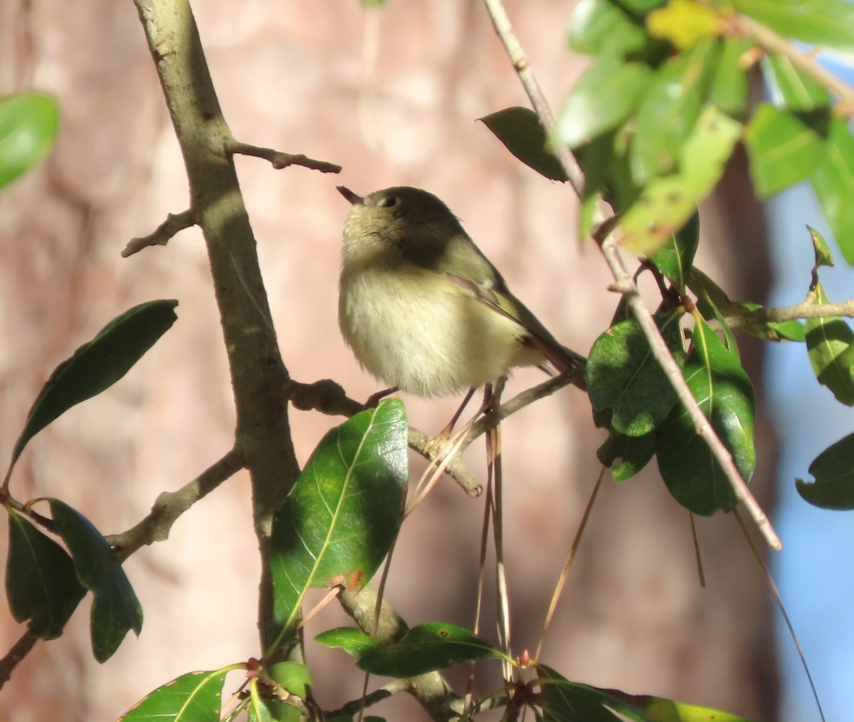 Ruby-crowned Kinglet - ML540314541