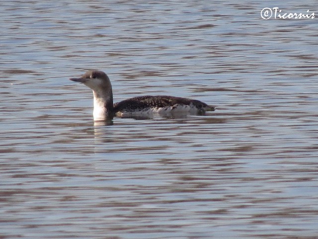 Red-throated Loon - ML54031461