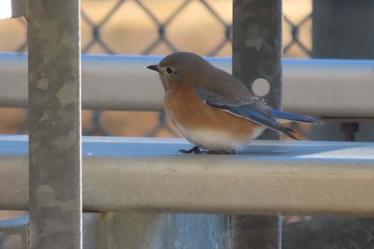 Eastern Bluebird - ML540314771