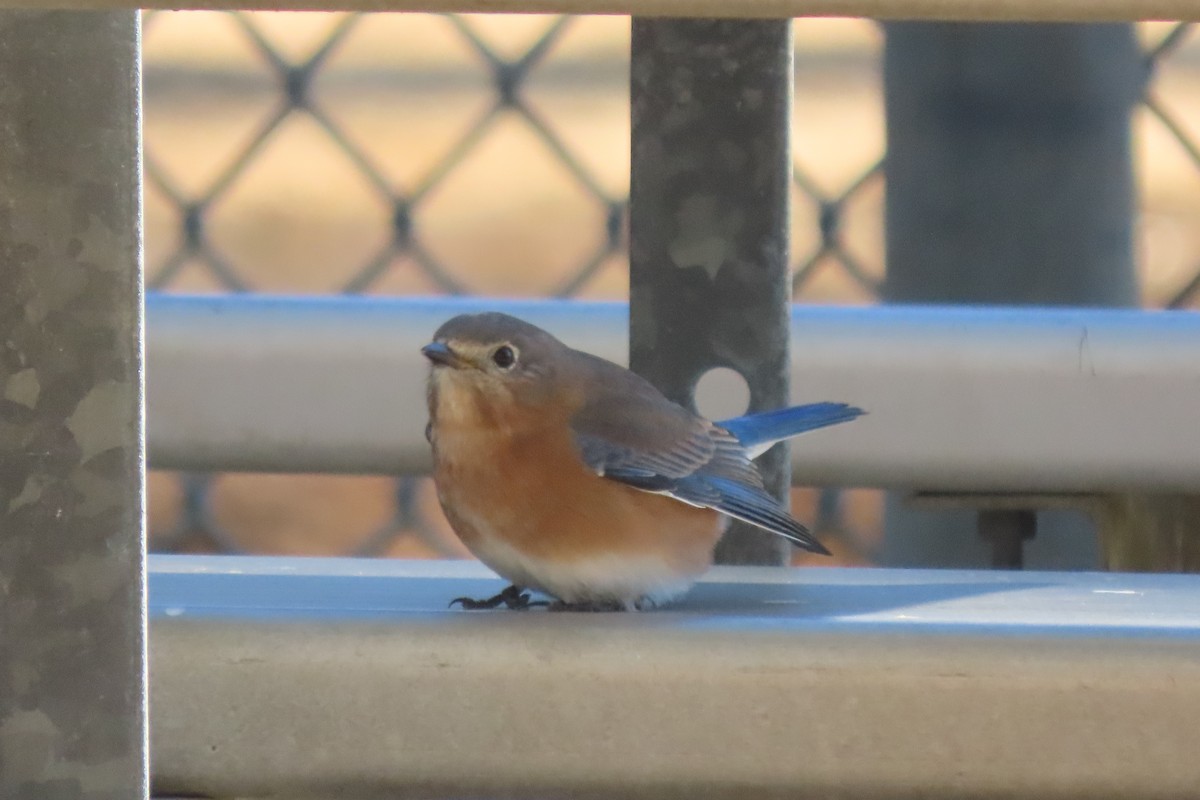 Eastern Bluebird - ML540315551