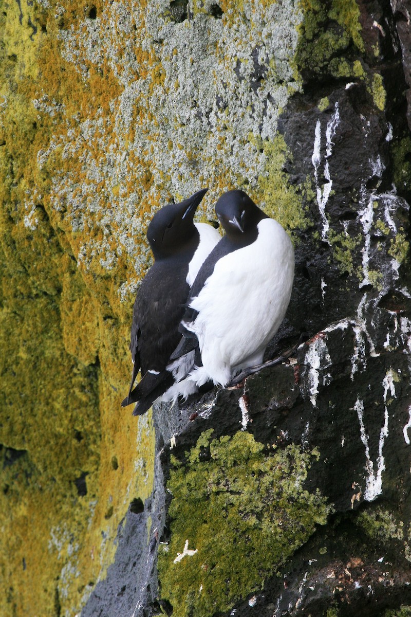 Common Murre - ML540315731