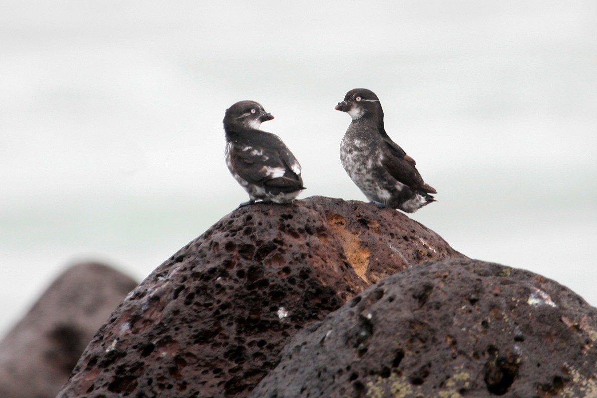 Least Auklet - ML540316261