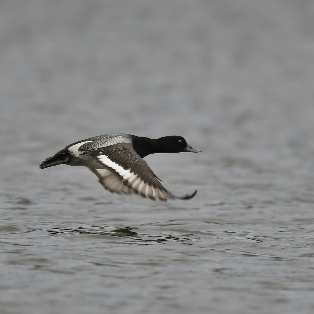 Lesser Scaup - ML540317361